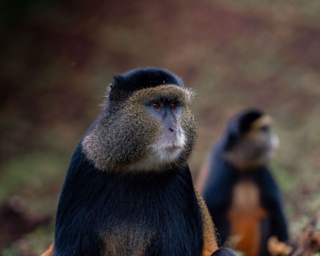 Golden monkey close-up, golden monkey trekking in Volcanoes National Park Rwanda