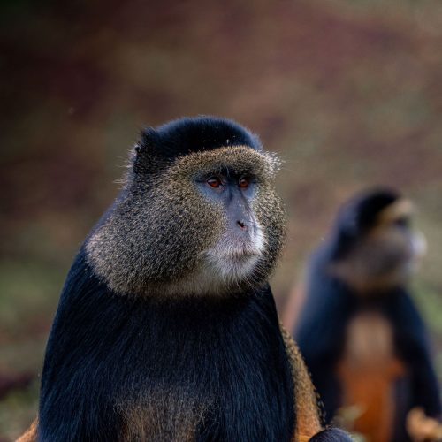Golden monkey close-up, golden monkey trekking in Volcanoes National Park Rwanda