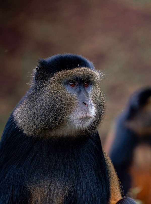 Golden monkey close-up, golden monkey trekking in Volcanoes National Park Rwanda
