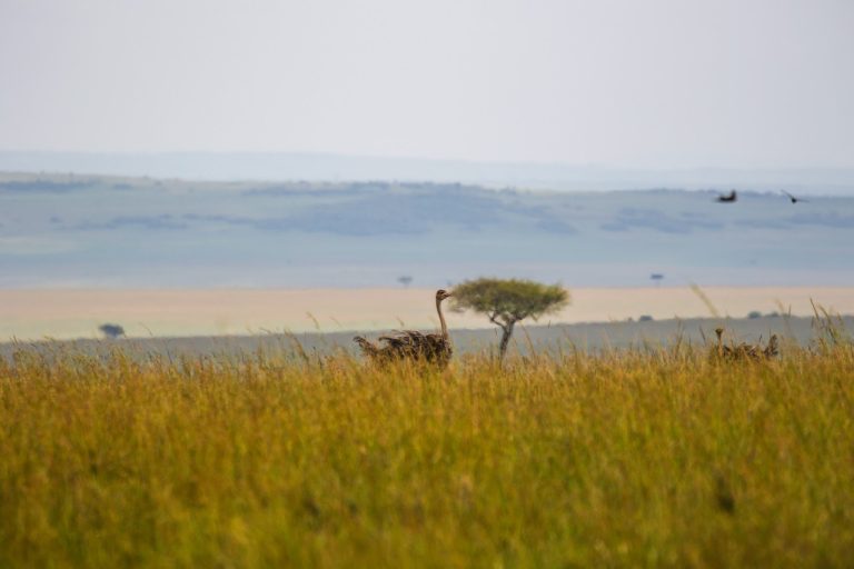 Lone acacia tree on the Masai Mara plains, Great Migration Kenya