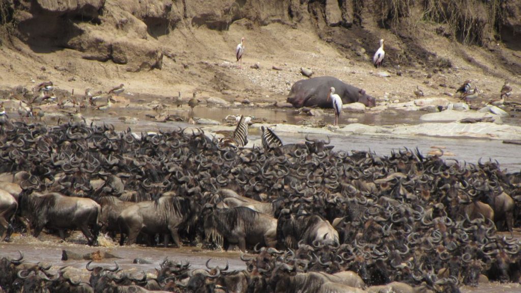 Great migration safari — wildebeest crossing the Mara River