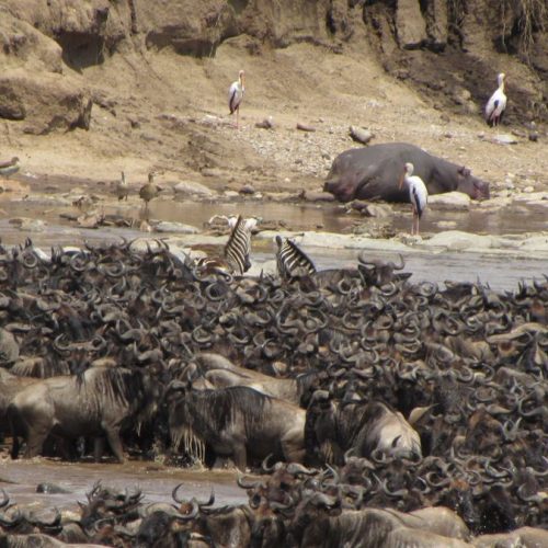 3 Day Masai Mara Safari Itinerary