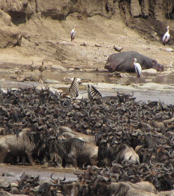3 Day Masai Mara Safari Itinerary