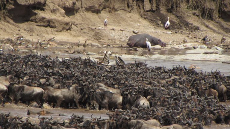 Kenya & Tanzania Classic Safari – Masai Mara & Serengeti (10 Days)