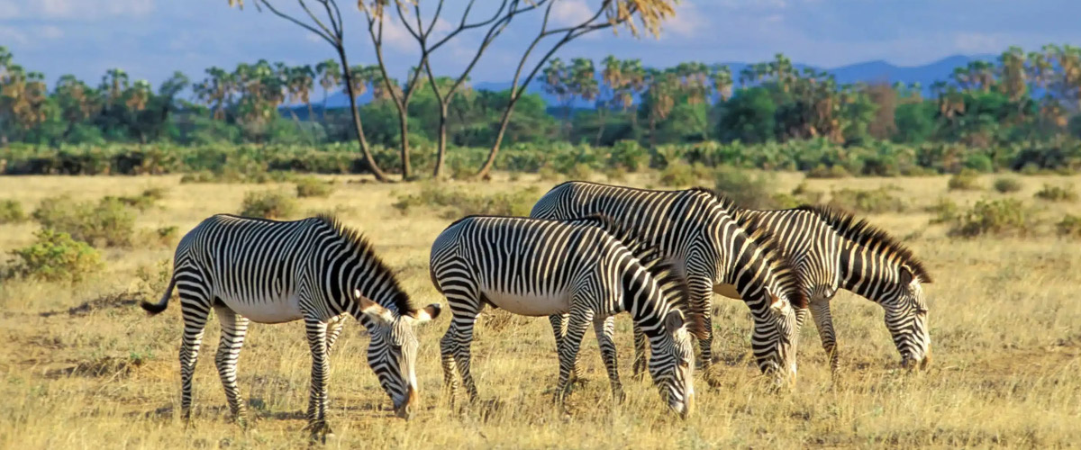 Grevys zebra in Samburu National Reserve, part of the Special Five rather than the Big Five.