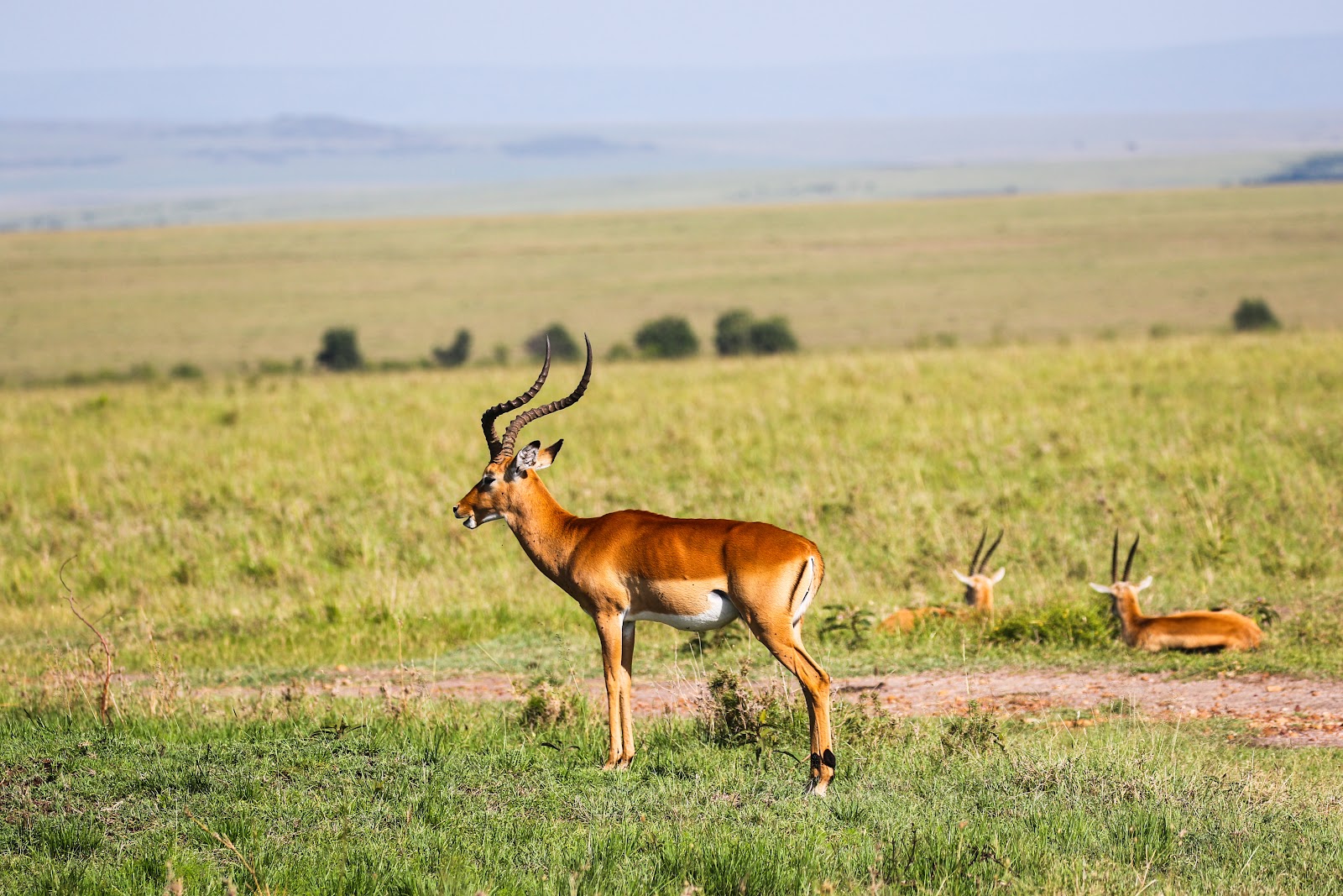 Impala grazing on open grassland in Hell's Gate National Park, Kenya