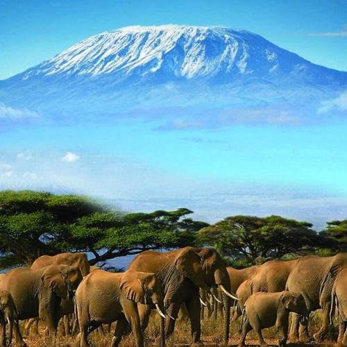 Large herd of elephants roaming the plains of Amboseli National Park with Mount Kilimanjaro in the background during a Kenya safari.