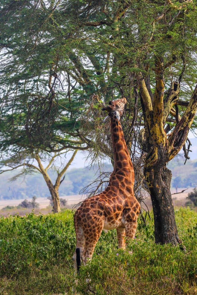 Giraffe among acacia trees, Meru National Park Kenya