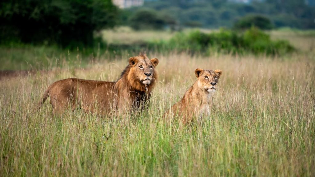Lions in Nairobi National Park near the city on a day trip