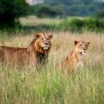 Lions in Nairobi National Park near the city on a day trip