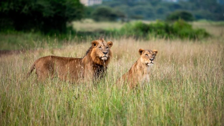 Lions in Nairobi National Park near the city on a day trip