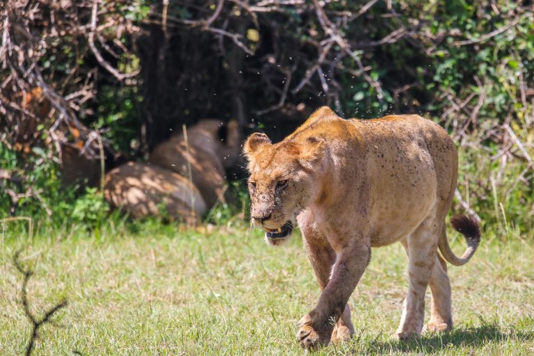Lions on the plains, Nairobi National Park Kenya