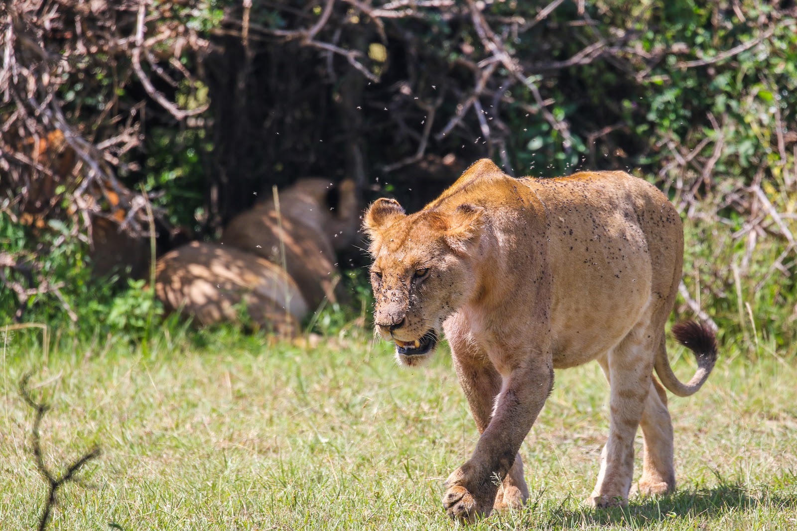 Lions resting in Nairobi National Park with the city skyline visible behind them.