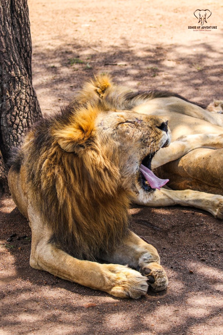 Lions resting in the grass, Ol Pejeta Conservancy Kenya
