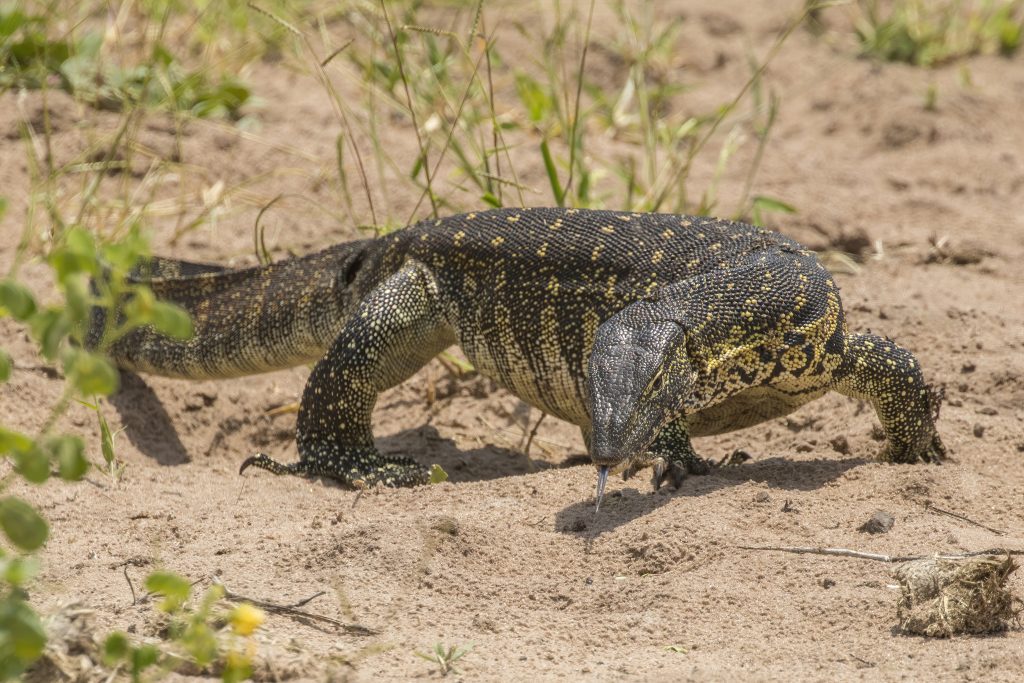 A Nile monitor lizard, Kenya's largest lizard, basking near water