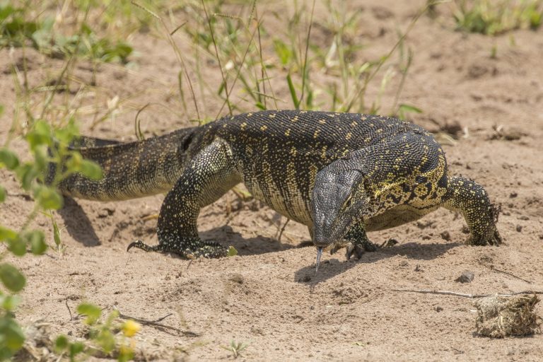 A Nile monitor lizard, Kenya's largest lizard, basking near water
