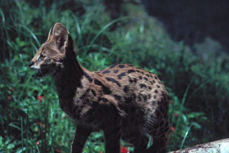 A serval, one of Kenya's small wild cats, standing alert in tall grassland