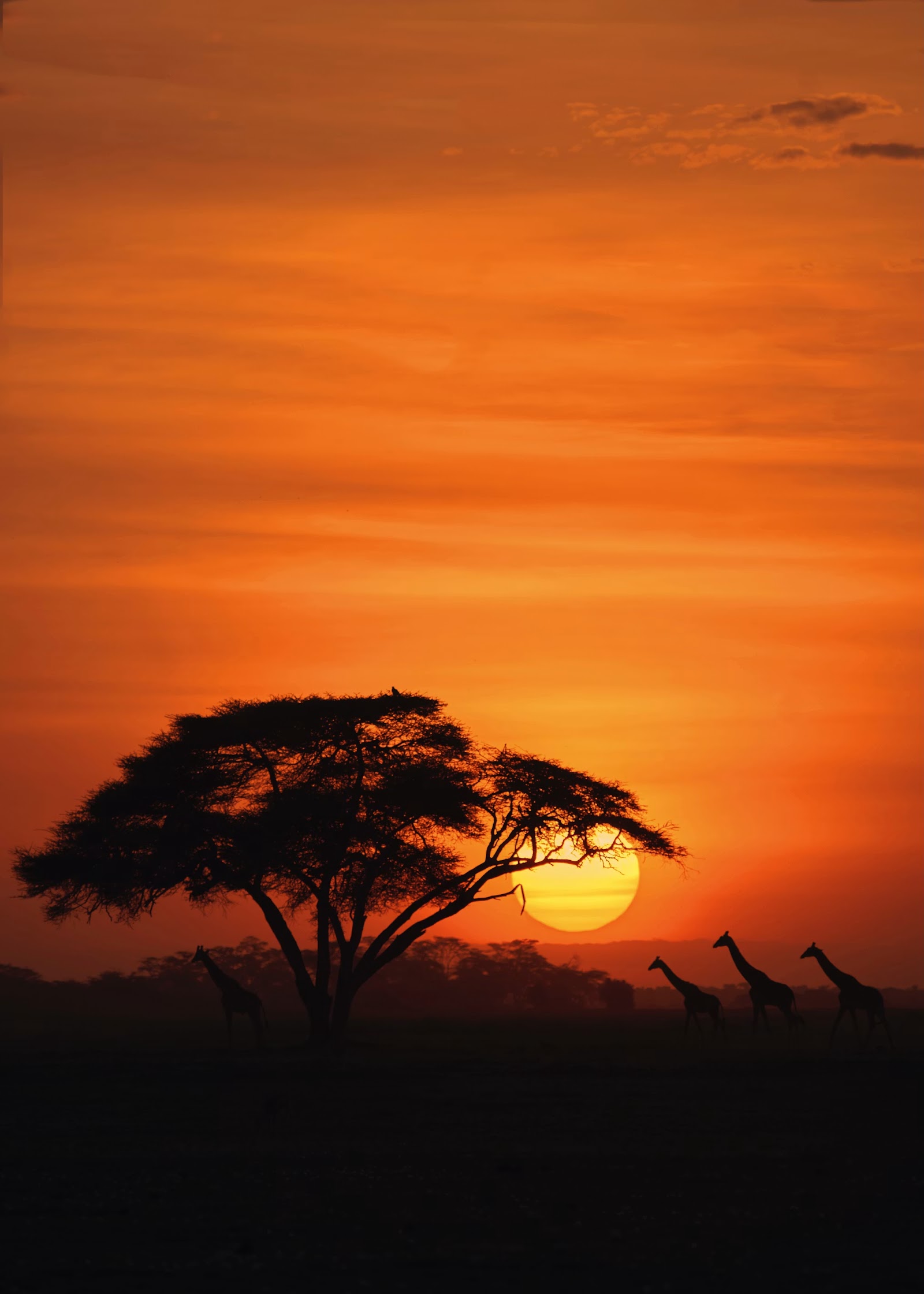 Giraffes silhouetted against a fiery sunset by an acacia in Kenya