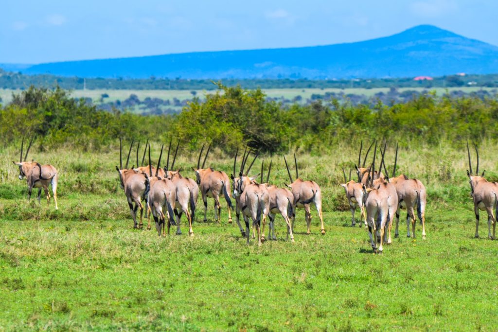 Antelope herd on green plains in Kenya