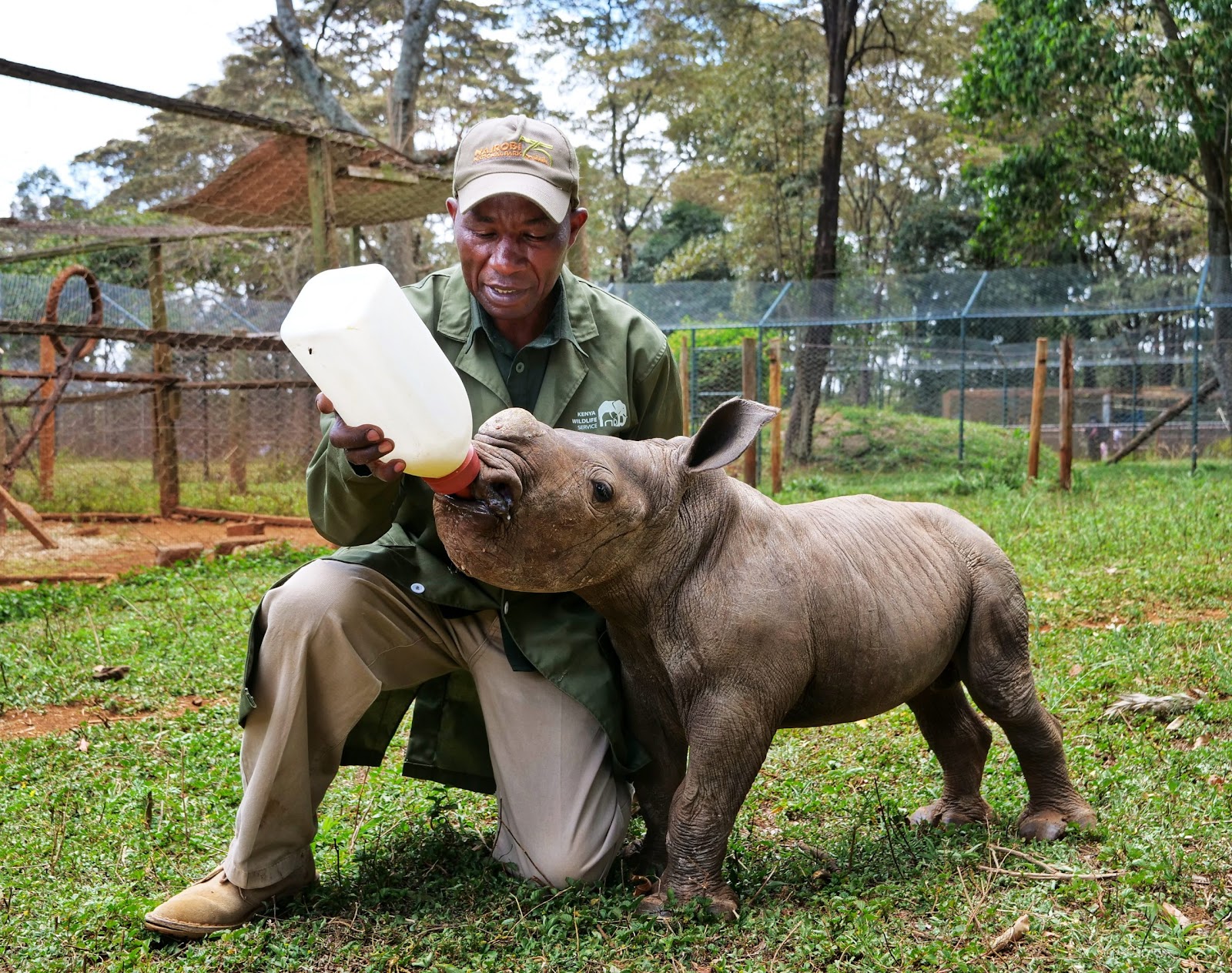 Keeper caring for a young rhino near Nairobi
