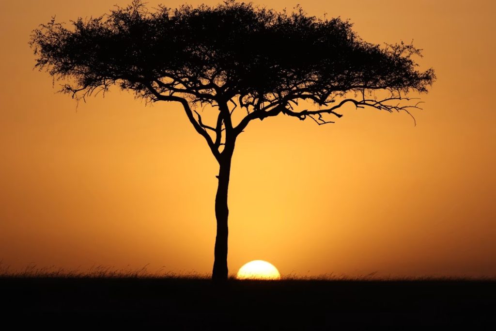 Beautiful sunset behind a lone acacia in the Masai Mara