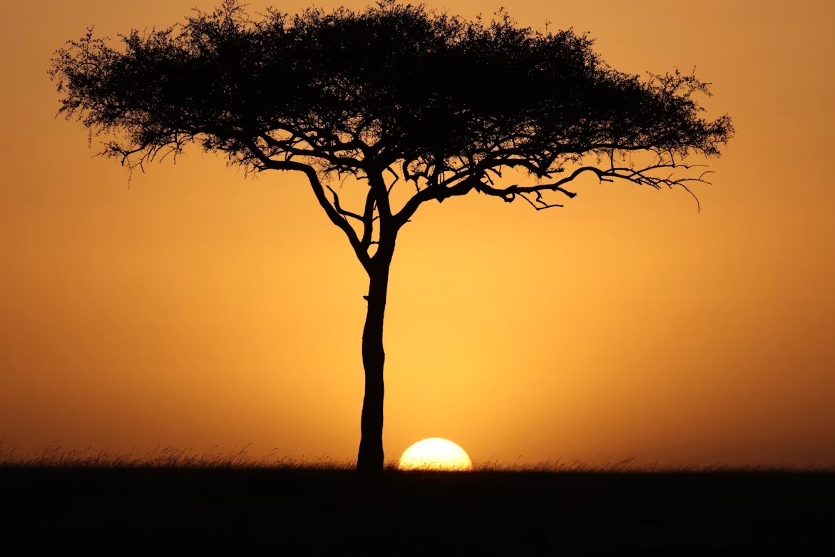 Beautiful sunset behind a lone acacia tree