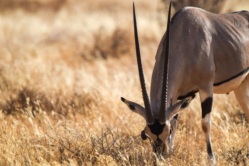 Beisa oryx grazing in the dry country of Samburu, Kenya