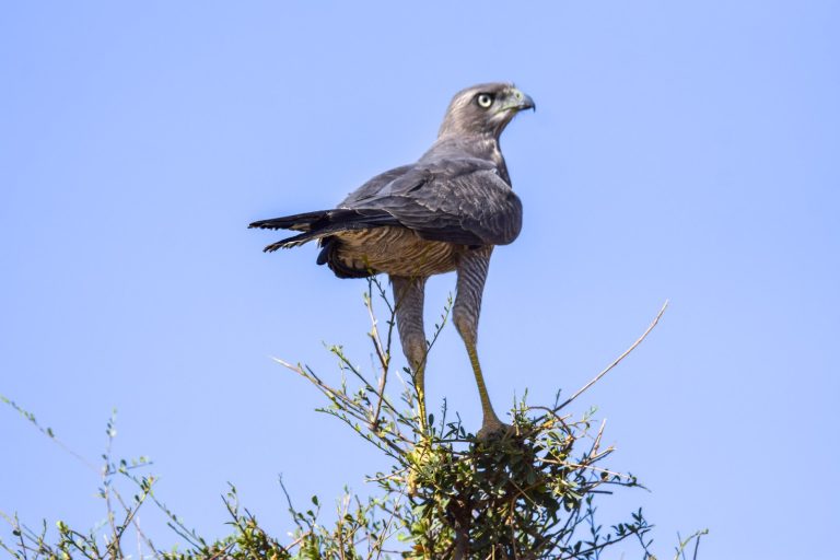 Bird of prey perched on an acacia bush in Kenya