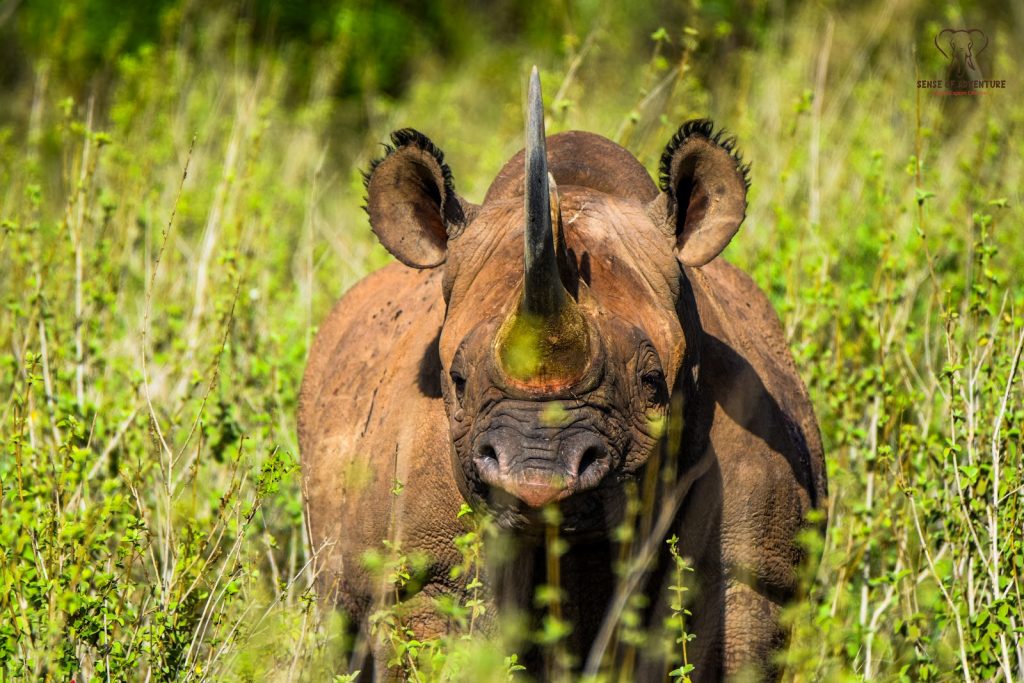 Close-up of a black rhino and its horn in Kenya