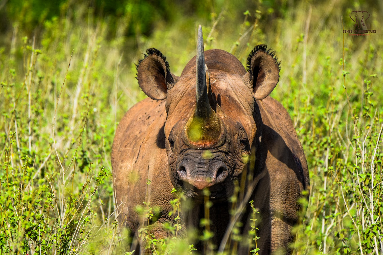 Close-up of a black rhino and its horn in Kenya