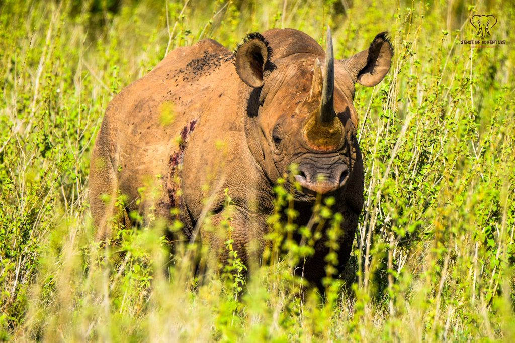 Black rhino standing in tall grass in Kenya
