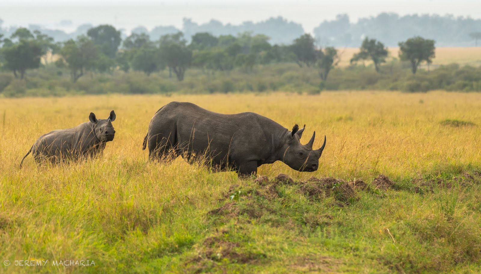 Black rhinos moving through tall grass, the rarest of the Big 5 Masai Mara animals