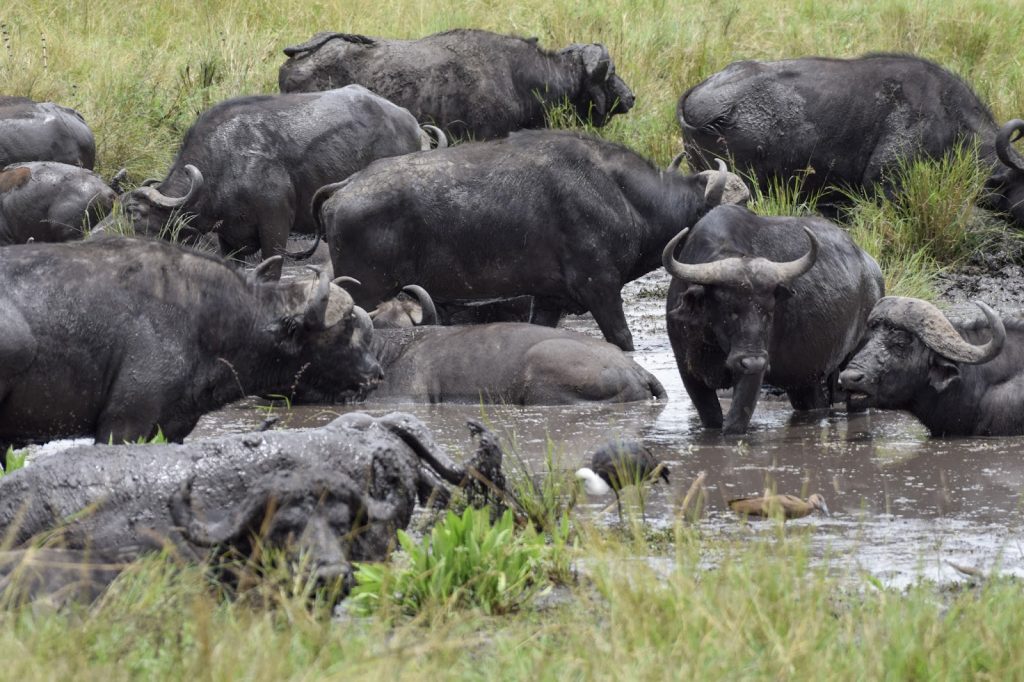 African buffalo herd cooling off in a mud wallow in Kenya