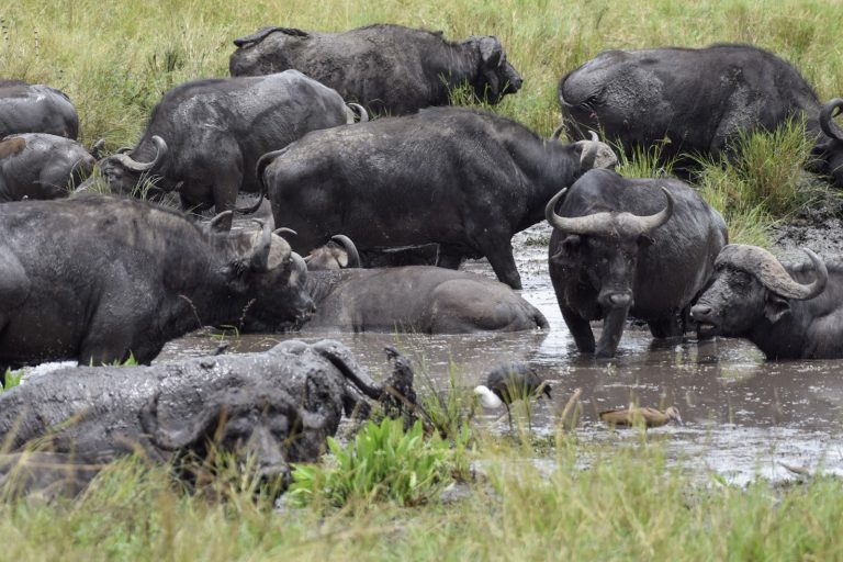 African buffalo herd cooling off in a mud wallow in Kenya