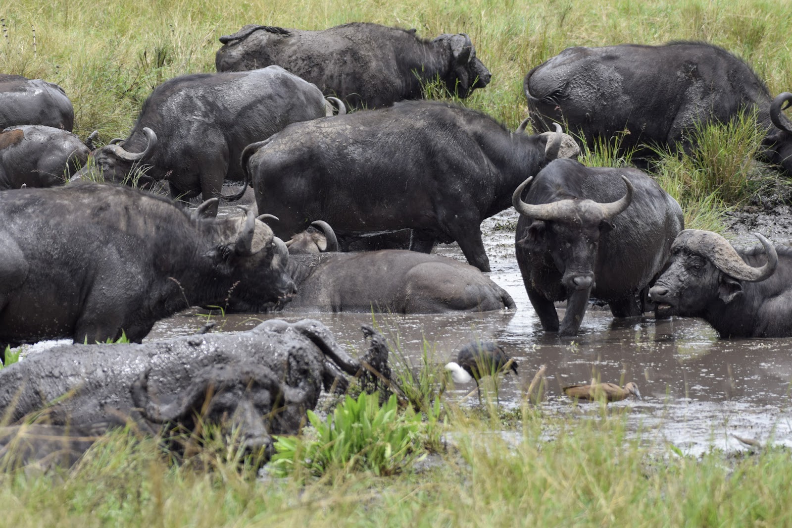 Buffalo herd, representing the Kilimambogo (buffalo hill) namesake wildlife