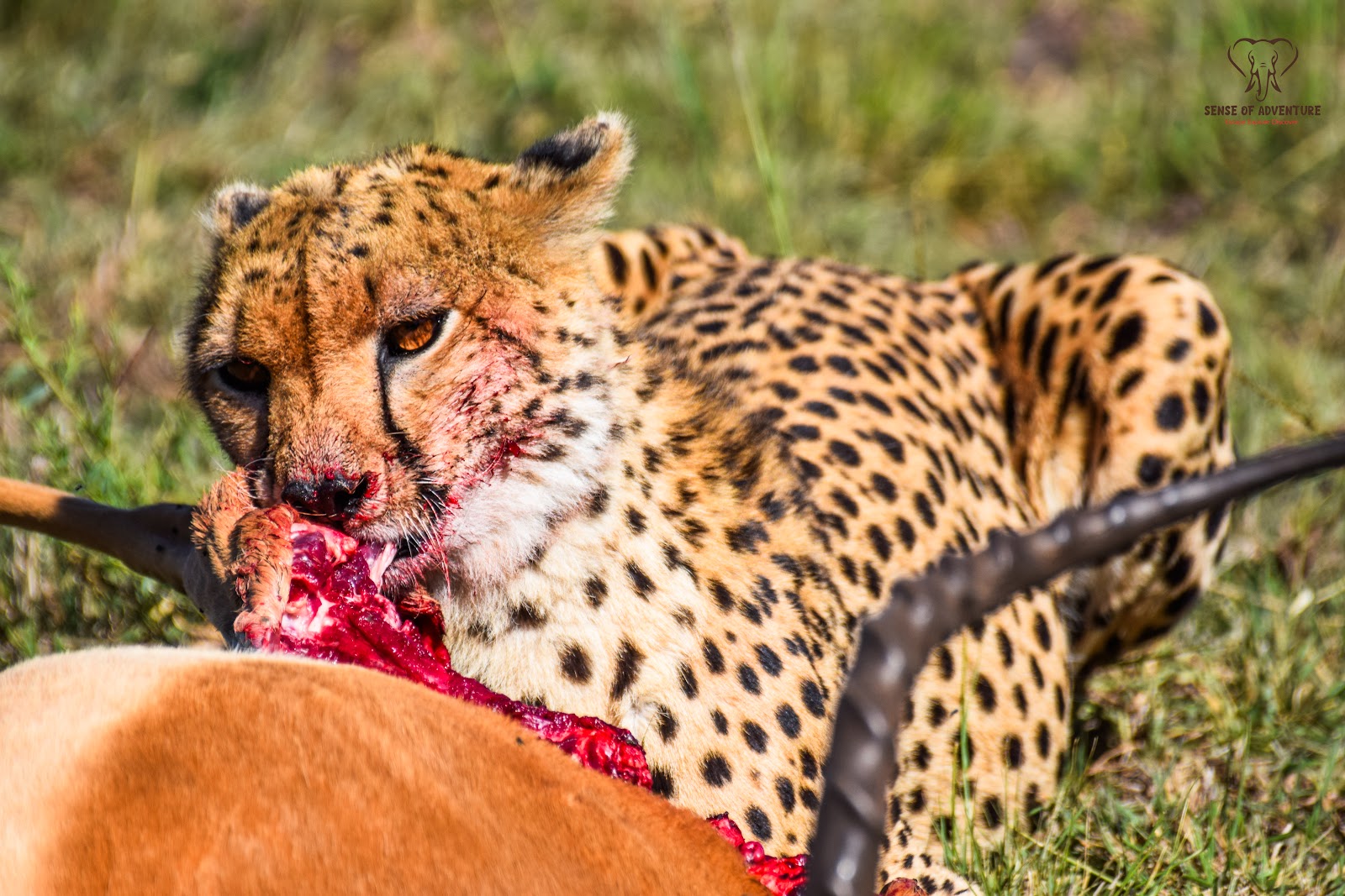 Cheetah feeding on an impala kill in Masai Mara