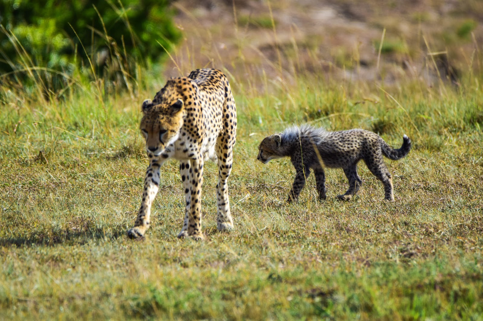 Cheetah mother and cub walking together in Masai Mara