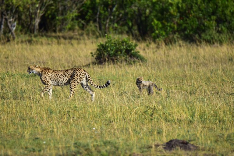 Two cheetahs moving through golden grassland in Masai Mara