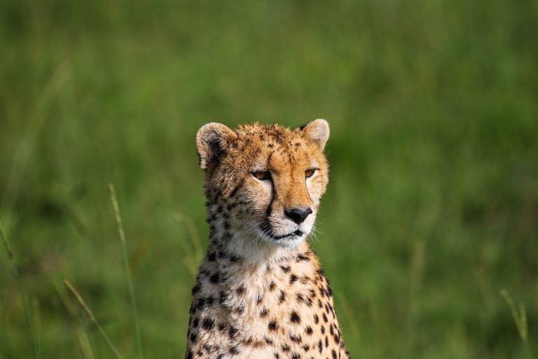 Cheetah portrait in the green season in Masai Mara