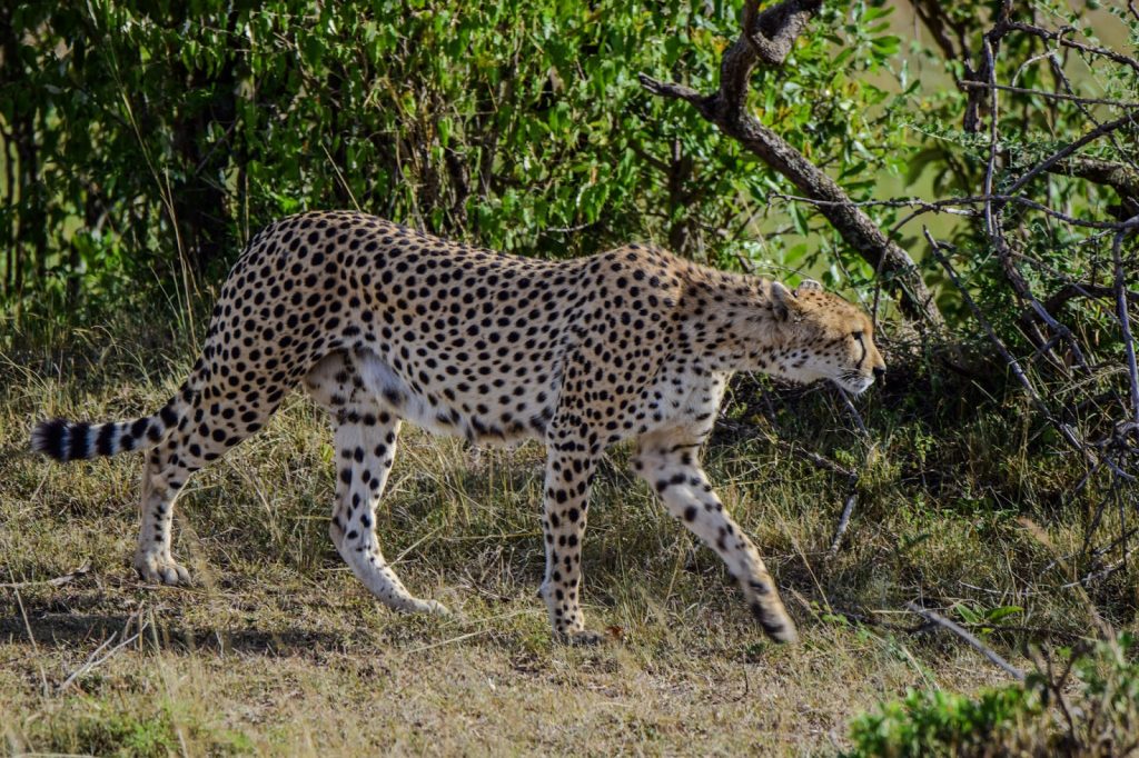 Cheetah walking across the savannah in Masai Mara, Kenya