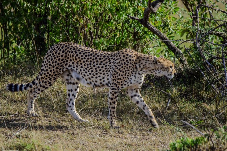 Cheetah walking across the savannah in Masai Mara, Kenya