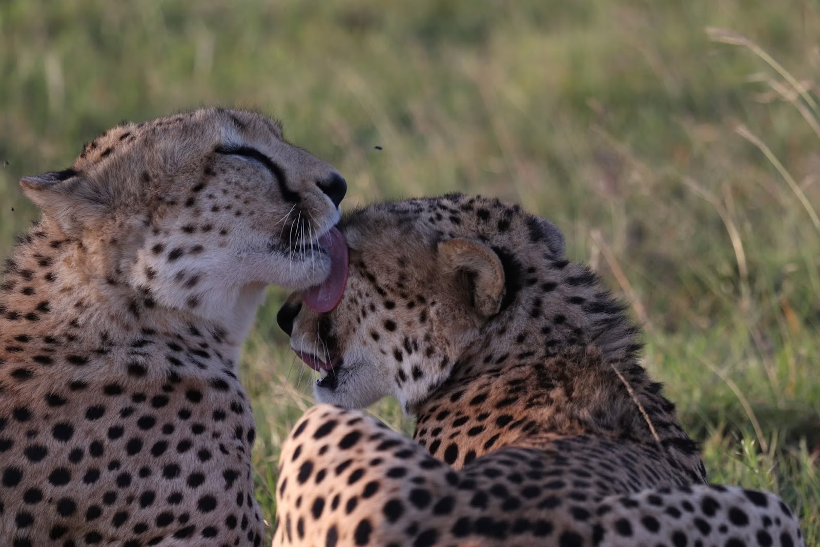 Two cheetahs grooming each other in the grass of the Mara conservancies