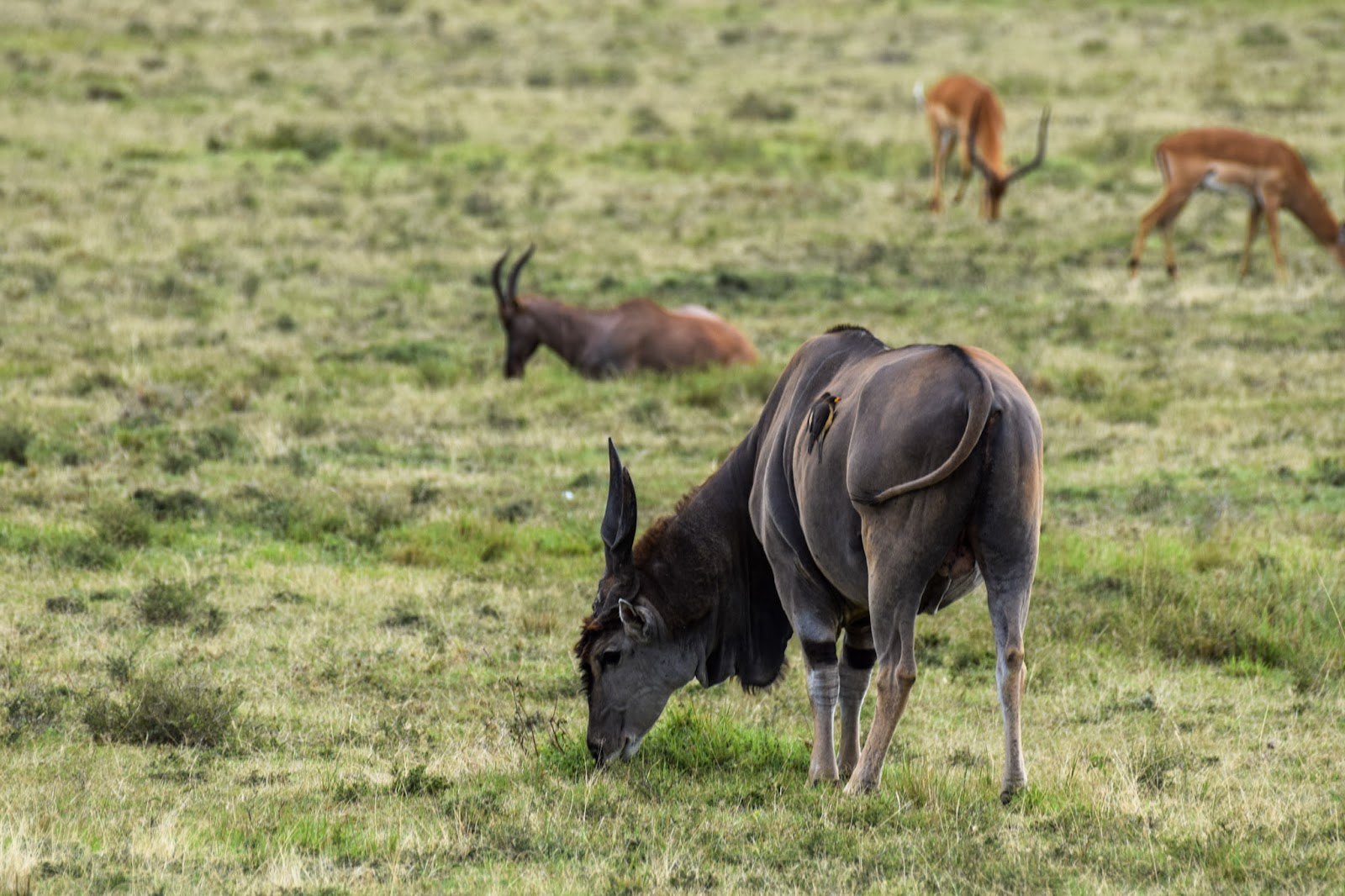 Eland grazing on green plains, representing the Chyulu Hills grasslands