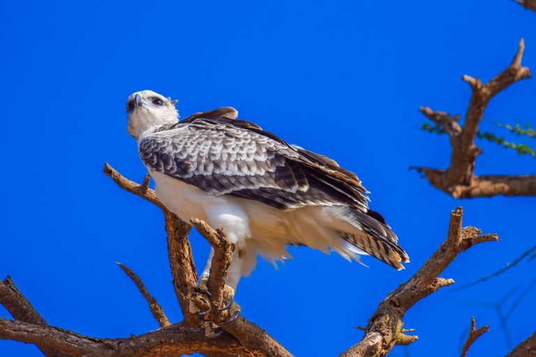 Eagle perched on a dead tree against blue sky in Kenya