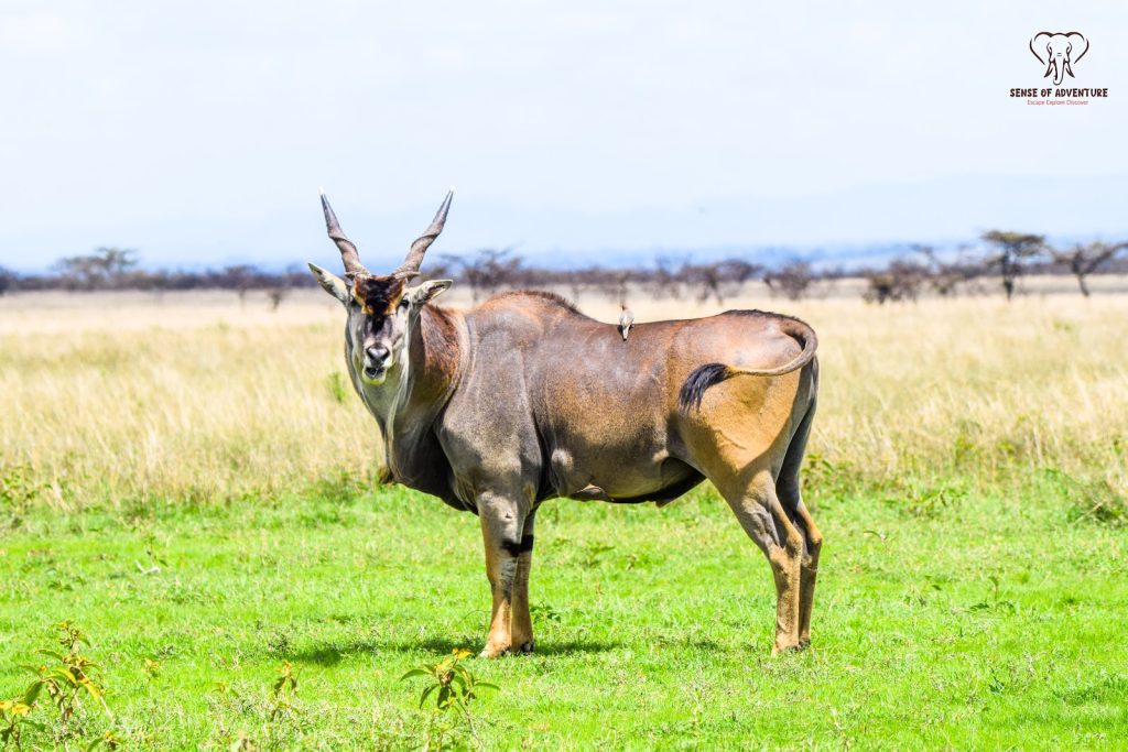 Eland bull, Africa's largest antelope, in Kenya