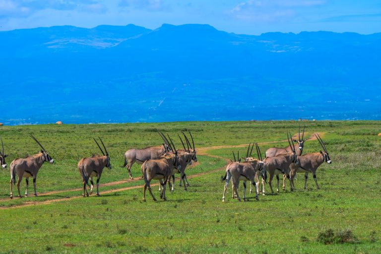 Herd of eland with Rift Valley hills behind in Kenya