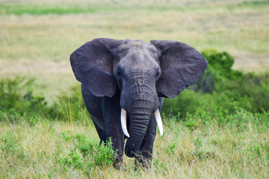 Elephant bull facing the camera in lush green-season grass in Kenya