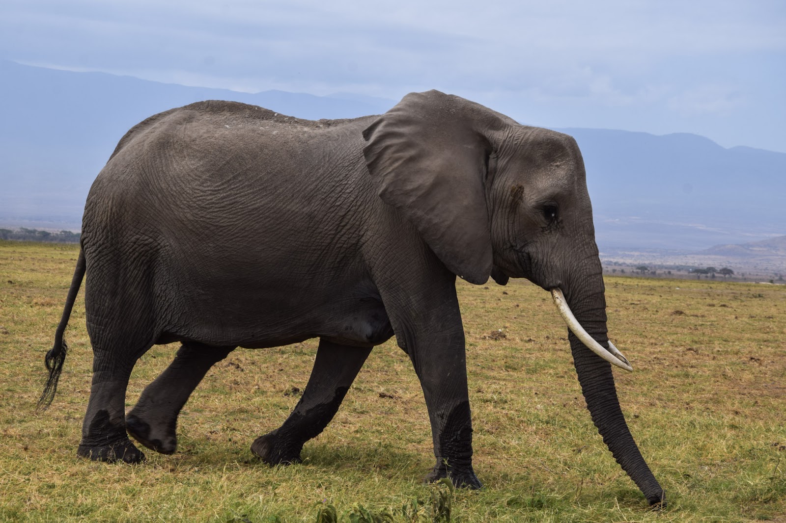 Elephant bull, representing Marsabit's resident elephant population