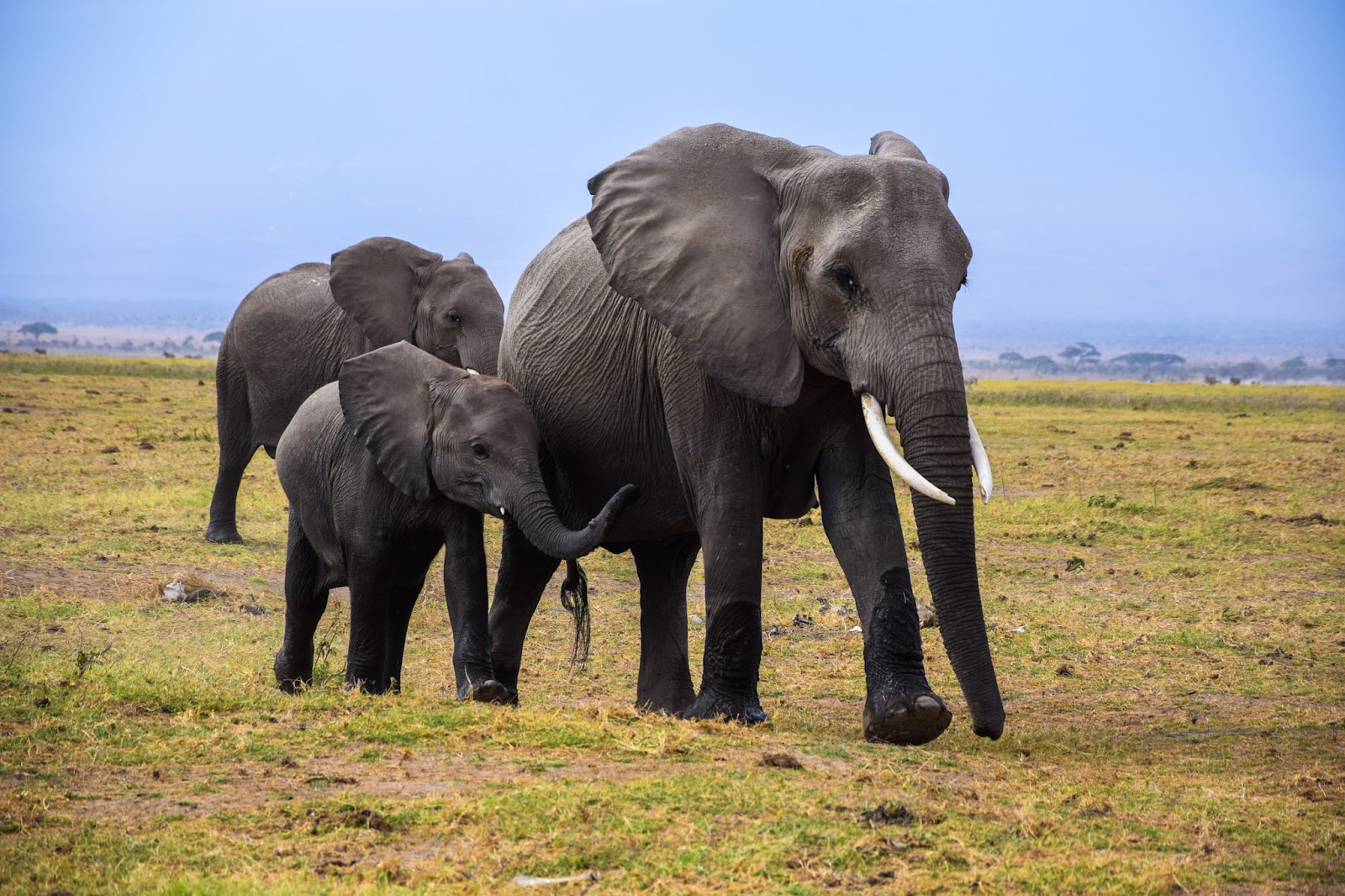 Elephant family with young calf on the Kenyan savannah