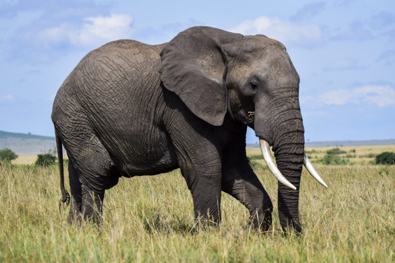 Elephant tusker grazing on open grassland in Masai Mara